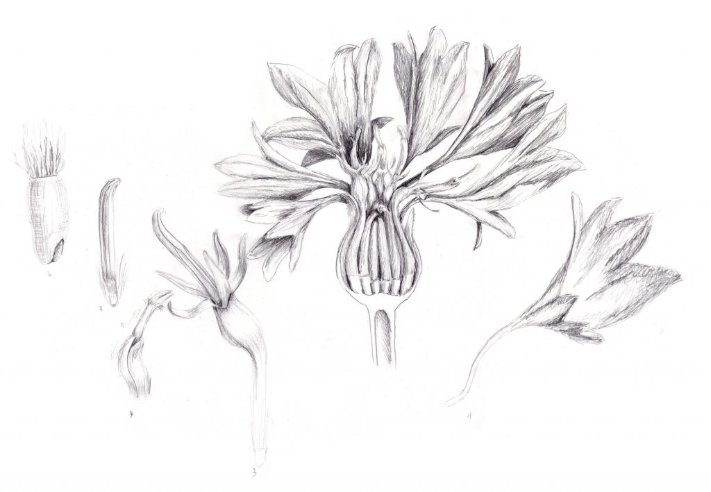 Detail Bleistiftszeichnung Kornblumenblüte