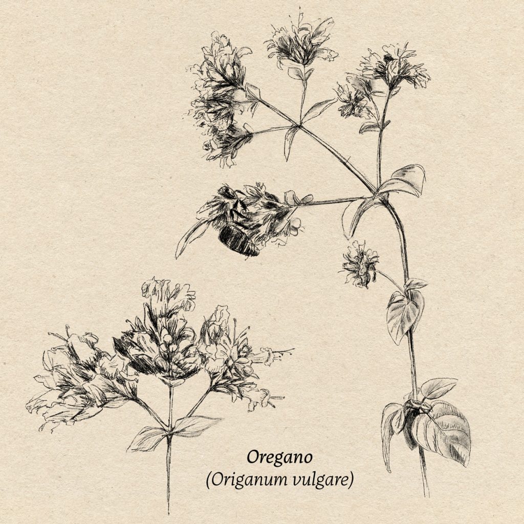 Wissenschaftliche Illustration: Botanische Zeichnungen von Wildpflanzen