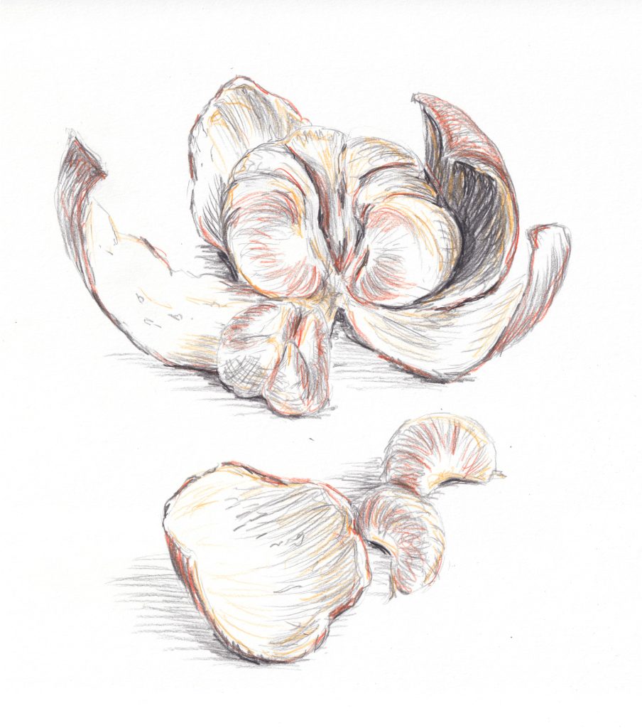 Abbildung aus dem Buch Grundlagen Zeichnen: Zeichnung einer geöffneten Clementine mit Schale und einzelnen Fruchtstücken.